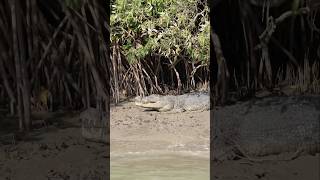 Bad day to go for a swim croc crocodile wildlife [upl. by Jaret]