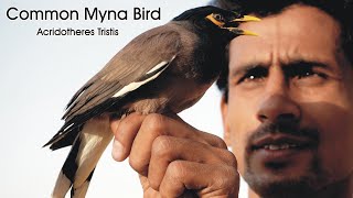 Common Myna Bird Indian Myna Az information [upl. by Borek]