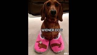 Weiner Dog SONG fyp [upl. by Peatroy546]