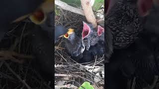 Common myna Baby Birds have very big mouths [upl. by Klenk]