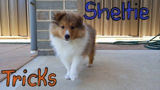 Sheltie learning tricks Compilation [upl. by Kavanaugh]