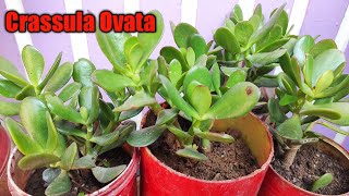 Crassula Ovata Plant Care Tips Hindi Lucky Plant  Jade plant [upl. by Htinek]