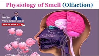 Physiology of Smell Olfaction  Olfactory Cells  Olfactory Pathway  Olfactory Cortex [upl. by Milli200]