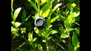 Identifying Bilberries Blaeberry Whortleberry Whinberry Windberry Vaccinium myrtillus [upl. by Chavez]