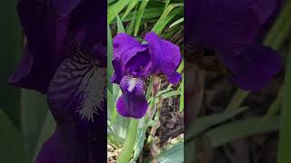 Beautiful Day at Descanso Gardens March 10 2024 Spring Flowers Garden nature naturephotography [upl. by Engle838]