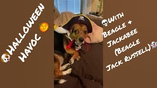 🐶Halloween Havoc Cute Beagle amp Jackabee Beagle Jack Russell dogs try on Halloween costumes dogs [upl. by Aennaej]