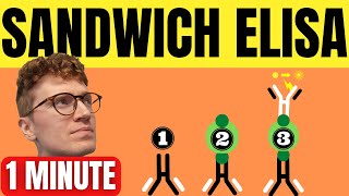 SANDWICH ELISA EXPLAINED IN 1 MINUTE [upl. by Gruchot]