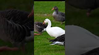 White Greylag Goose in Wicksteed Park Kettering goose animals nature wildlife [upl. by Lahcym77]