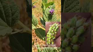 Psoralea corylifolia محلاب شحري محليا زفتية بندقية الاوراق [upl. by Eenattirb]