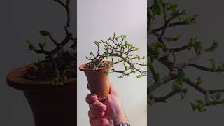 Portulacaria afra defoliation bonsai bonsaiwork bonsaitree minibonsai plants garden Dwarfjade [upl. by Jillane919]