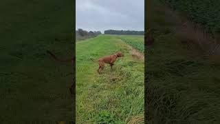 Pointer and pheasant flush for the Goshawk goshawk hunting pointer birdsofprey falconry [upl. by Nairadal]