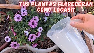 3 FERTILIZANTES ORGANICOS que le APLICO a MIS PLANTAS y ESTAN LLENAS de FLORES  Abono casero [upl. by Sallyanne]