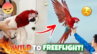 FROM WILD PARROT TO FREEFLIGHT GREENWING MACAW [upl. by Elfrieda]