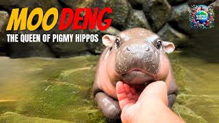 The Unbelievable Truth About Pygmy Hippos ft Moo Deng [upl. by Eladnar]