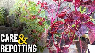 Amaranthus Plant Care  Cuttings Ka Result [upl. by Attaynik]