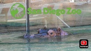 San Diego Zoo Hippo Renovation [upl. by Westphal]