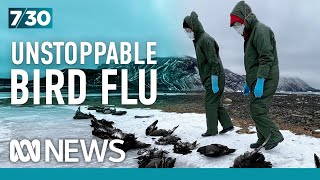 Deadly bird flu is leaving a trail of destruction in Antarctica and has scientists on edge  730 [upl. by Eirac]