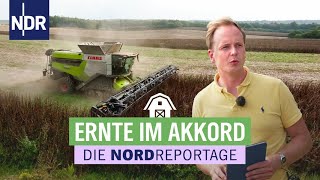 36 Stunden Zeit für die Ernte alles kommt aufs Team an  Die Nordreportage  NDR [upl. by Llehsyt]