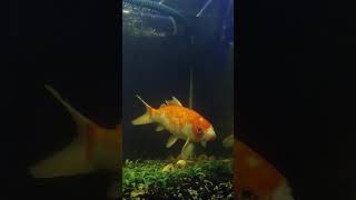 Aeromonas hydrophila pada ikan Koi ⁉️ obat alami aeromonas koi [upl. by Ahsined950]