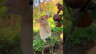 Rabbit eating figs Cute pet debut plan Rabbit Pastoral cute pet [upl. by Bobbie940]