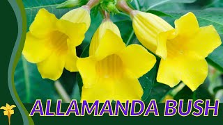 ALLAMANDA BUSH Growing and Caring Tips Allamanda schottii [upl. by Rahal]