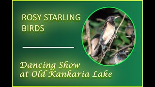 Dancing Show of Rosy Starling Birds at Kankaria Lake Ahmedabad [upl. by Angele302]