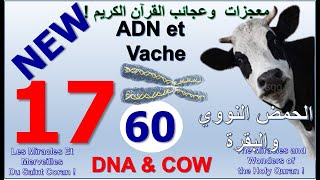 NEW 17 – Coran Miracle du DNA amp Vache  Quran Miracle DNA amp Cow  معجزة القرءان الحمض النووي والبقر [upl. by Gunthar949]