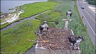 Barnegat Light Osprey Cam  Ill Get My Own Fish Aug 03 2020 [upl. by Ellenrahs]