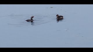 Cute Little Diving Birds 2 Pied Billed Grebe in Fluffier Winter Plumage with a Gigeon Duck [upl. by Loretta455]