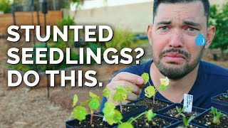 7 Solutions For Stunted Seedlings [upl. by Lirrehs]