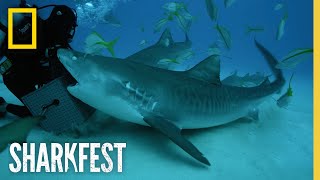 Tiger Sharks Superpowered Jaws  SharkFest  National Geographic [upl. by Oicnanev]