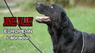 James Valley European Labrador Dog Kennel ♤ Scoobers [upl. by Eener]