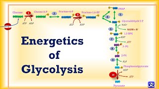 5 Glycolysis Energetics  Carbohydrate Metabolism5  Biochemistry  NJOY Biochemistry [upl. by Hetti]