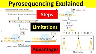 Pyrosequencing Principle Steps Advantages amp Limitations  Pyrosequencing Method of DNA Sequencing [upl. by Ellenaej]