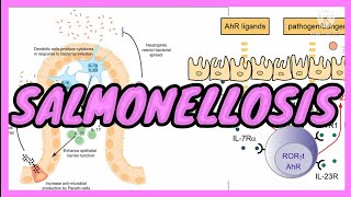 SALMONELLOSIS  ENTERIC FEVERTyphoid  ENTERITIS  Symptoms  Pathogenesis  in UrduHindi [upl. by Immaj]