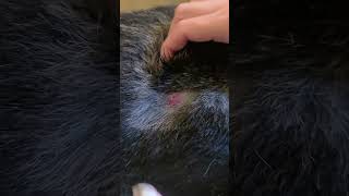 Best Way To Treat Skin Cysts [upl. by Yeldar]