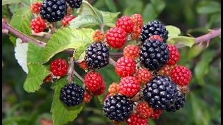 Propagating Blackberries  Rooting Cuttings [upl. by Yorke]