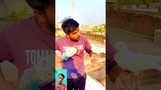 Light Aa gyi Ab kya hoga  wait for it  pigeon reaction shorts skpigeonloft [upl. by Erlond]