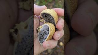 Le scleroderme citron scleroderme vessedeloup champignons nature apprendresuryoutube educatif [upl. by Curry370]