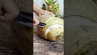 Fresh coconut waterthe sliced coconut cutting knife coconutcutting fruit mango coconutcalabash [upl. by Benedicto]