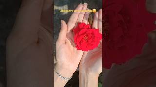 quotWatch a rose bloom in stunning timelapse 🌹RoseBloom TimeLapse NatureBeauty FlowerPower art quot [upl. by Airahcaz]