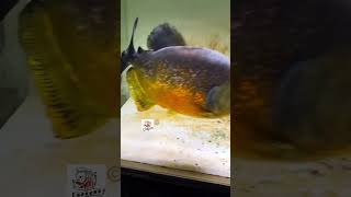 Piraya feeding timepiranha pirayaaquarium freshwaterfishfishfeeding fishingvideo rivermonster [upl. by Nosrak448]