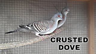 Crusted dove petbird crusteddove dove viralvideo petbird [upl. by Courtenay]