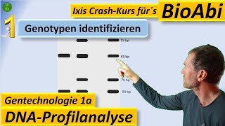 Gentechnik 1 DNAProfilanalyse  GenotypBestimmung PCR Restriktionsenzym Gelelektrophorese [upl. by Natica411]