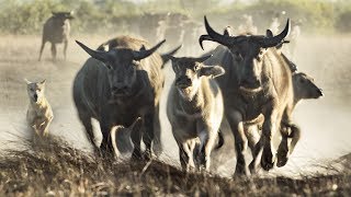 Extremely Rare Footage Pack of Dingoes Hunting Asiatic Water Buffalo in Australia [upl. by Sarazen]