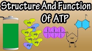 ATP  What Is Adenosine Triphosphate  What Is ATP  Function Of ATP  Structure Of ATP [upl. by Ardnaeed]