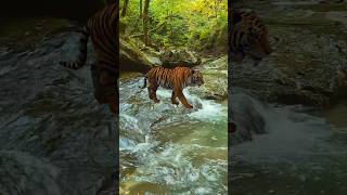 Tigar funny cartoonenglish shorts [upl. by Aizti16]