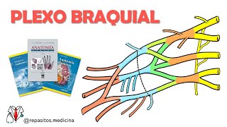 Plexo Braquial  Anatomía Fácil [upl. by Pardew]