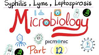 Microbiology  Spirochetes Syphilis TORCH Leptospira Borrelia Lyme disease  Picmonic  Part 12 [upl. by Arinaj]