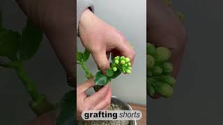 Jade tree grafting technology l grafting shorts [upl. by Egduj]